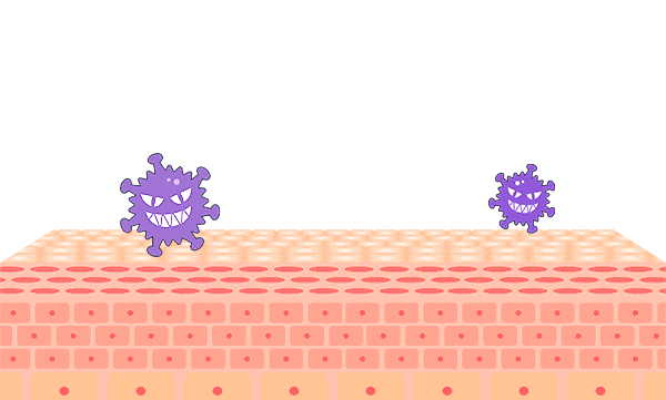シカ
